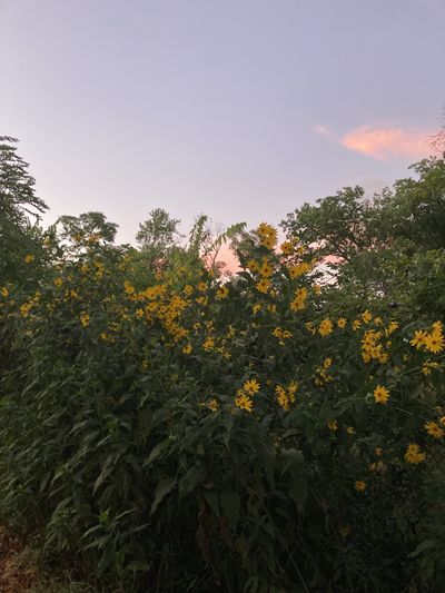 baddiewithabong thumbnail