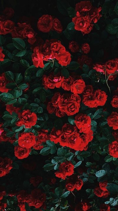 hey_flowerpower thumbnail