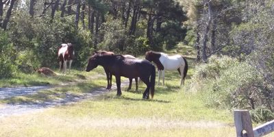 orvillepeckerhead thumbnail