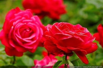 L'artiste-du-fantasme thumbnail