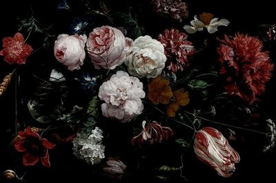 traffixxfree thumbnail