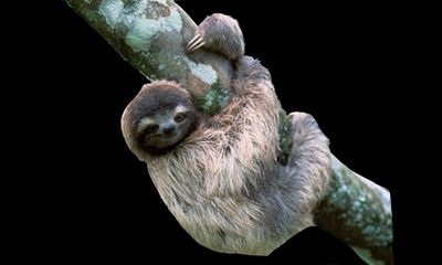 daddybigsocks thumbnail