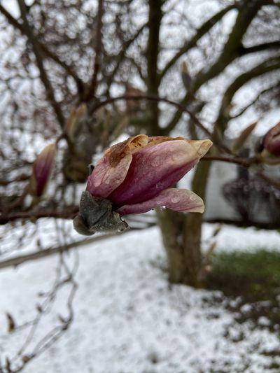 Saint Blue thumbnail