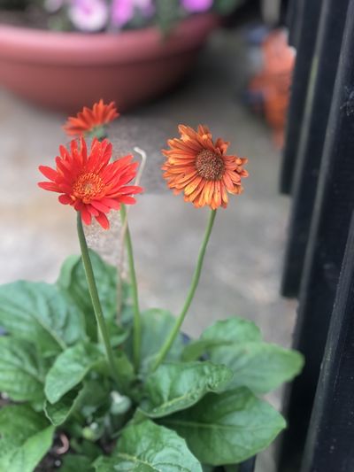 ms.sweetmonroe thumbnail