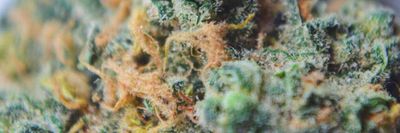 nastybul93 thumbnail