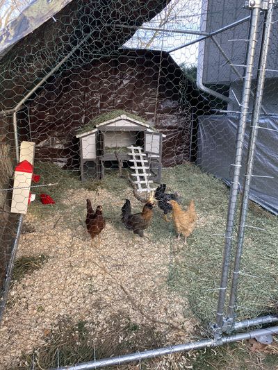 suburbancocks thumbnail