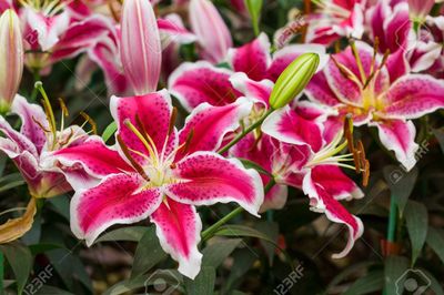 lillygonewild thumbnail