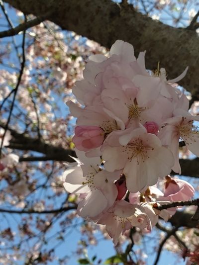 bellemiele thumbnail