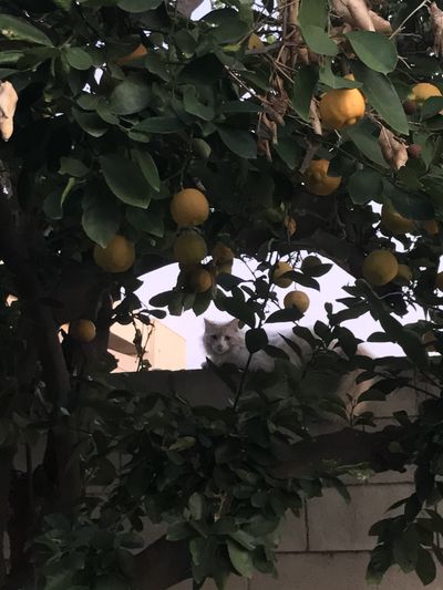 luvangelbrat thumbnail