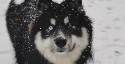 siberianhuskies thumbnail