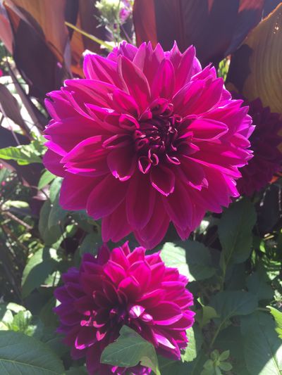 lillylou44 thumbnail