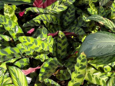 theseattleboy thumbnail