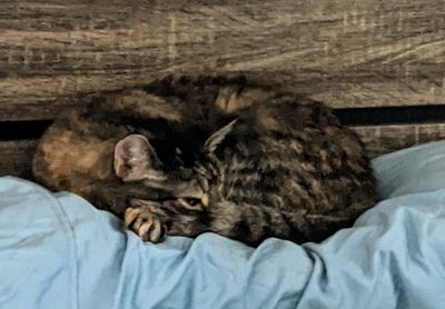 spiffy_kitty thumbnail