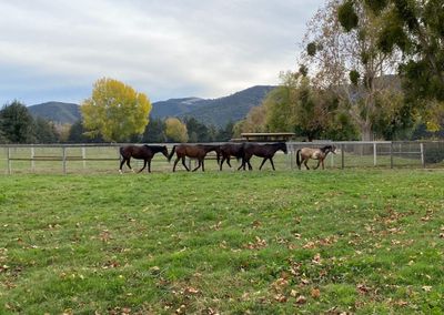 transmustang thumbnail