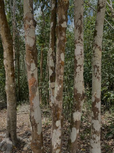 aamondrako thumbnail