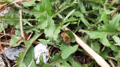 bambi.x1996 thumbnail