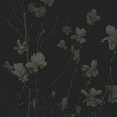 msftdweirdo thumbnail