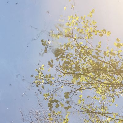 drtreetrunks thumbnail