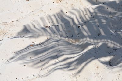 sirenasavage thumbnail