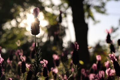 juliet_fleur thumbnail