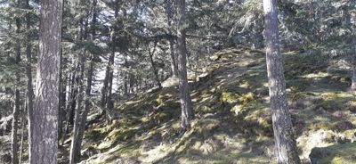 ethanwoods thumbnail