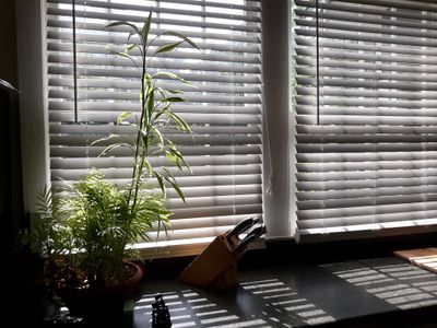 sageandsunny thumbnail