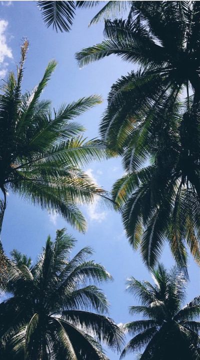 princes_netteee thumbnail