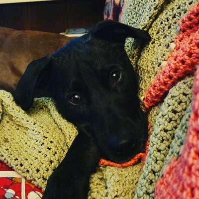 harleymcsass thumbnail