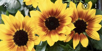 juciysunflower thumbnail