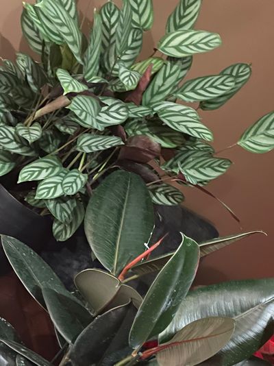 Cameron.jr thumbnail