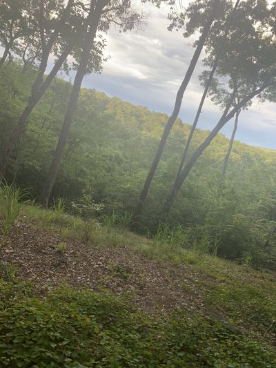 Professor Curve thumbnail