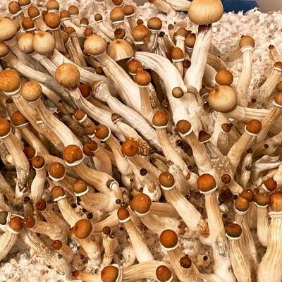 Tommy XxX Guns thumbnail