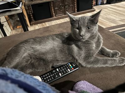 Tim the Enchanter thumbnail