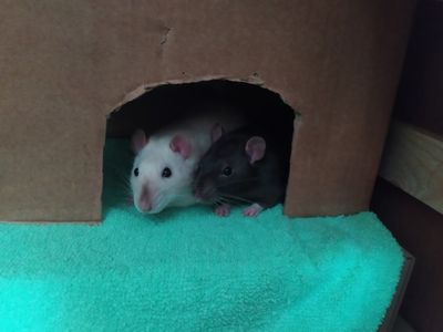 fluffy_dominos thumbnail