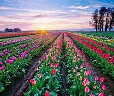 Meowgical Pixie thumbnail