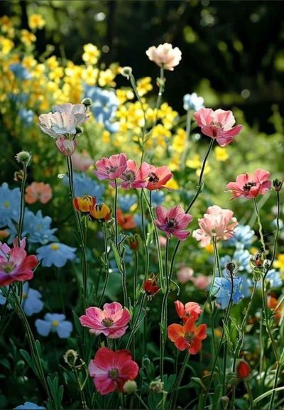 Stephanie Vaughn thumbnail