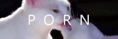 kitty_puurr thumbnail