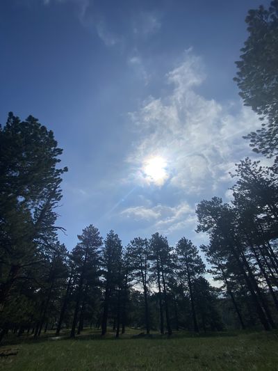 kalicakesfree thumbnail