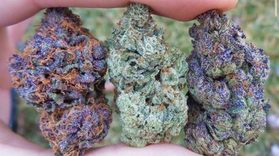 poisonivee thumbnail