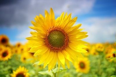 MonicaElayne thumbnail