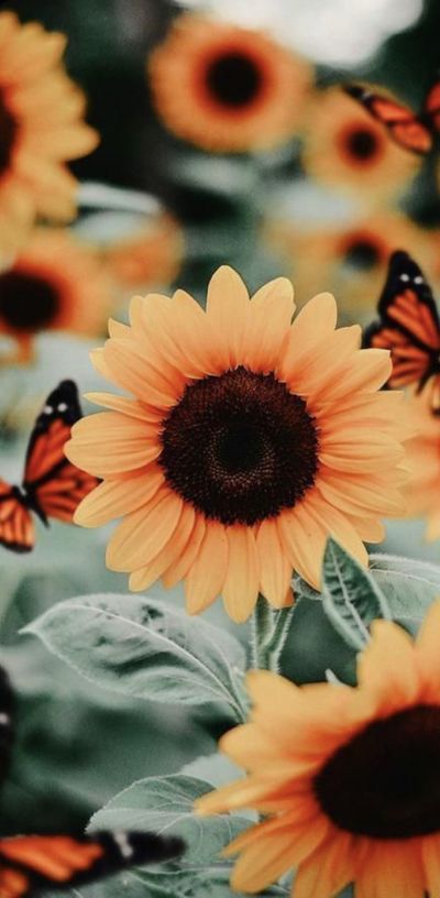 sunflowerrd thumbnail