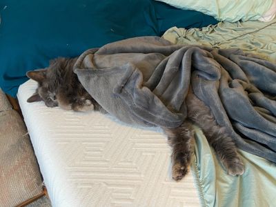 abbythecat thumbnail