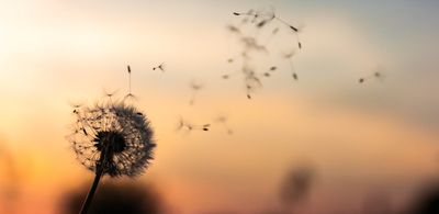 SimpleSoulCC thumbnail