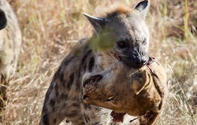 umustbekidding thumbnail