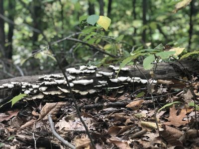 luminous_bee thumbnail