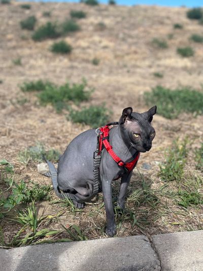 destonymontana thumbnail