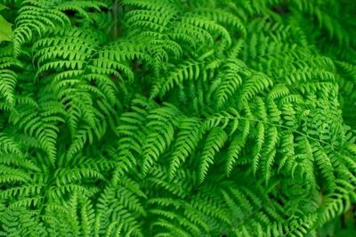 My Dear Naji thumbnail