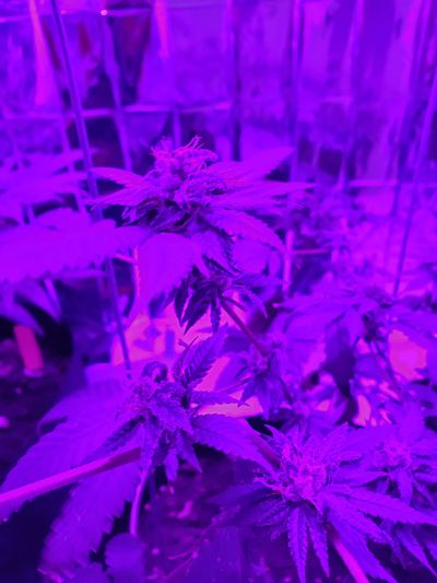 lilqueenvenus thumbnail