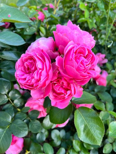 fabulous_july thumbnail