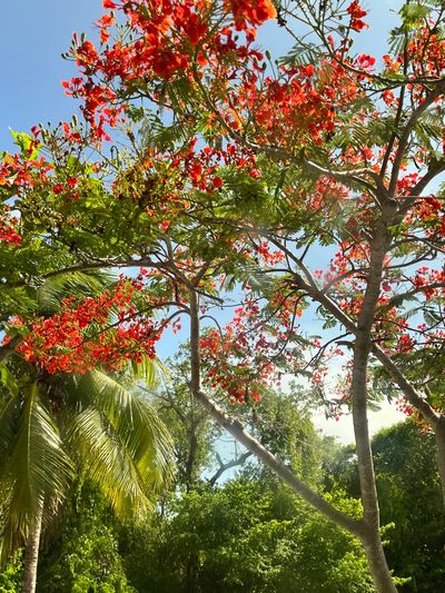 sexymini34 thumbnail